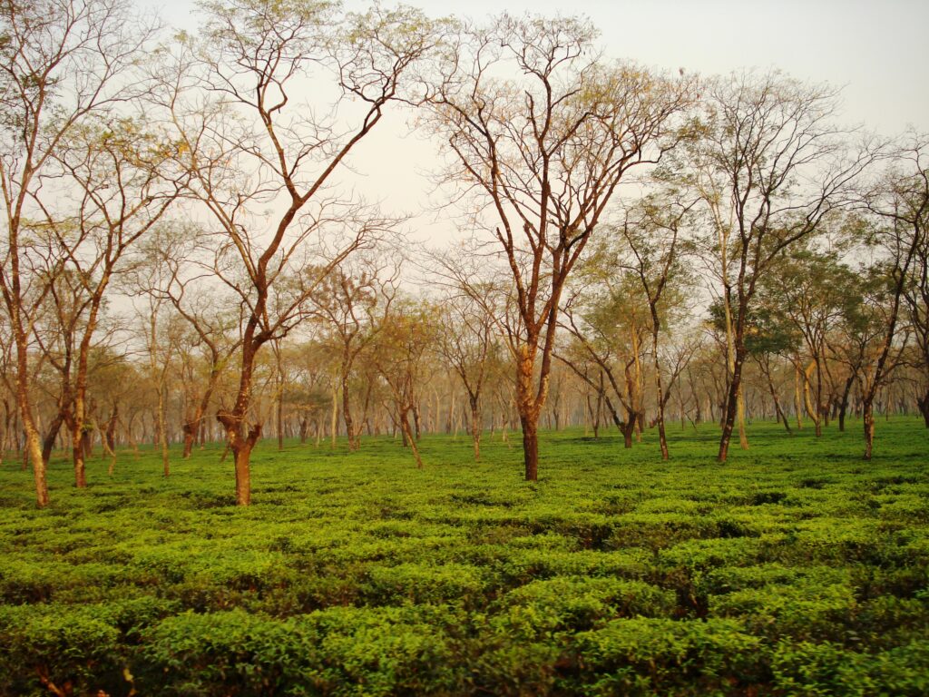 Tea_Garden_at_Dooars